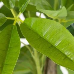 Banak Plantas Decorativas Artificiales^Bamb