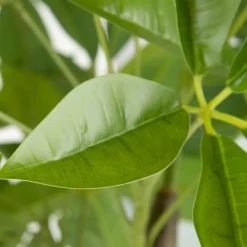 Banak Plantas Decorativas Artificiales^Bamb