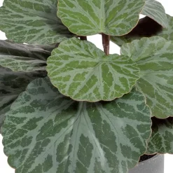 Banak Plantas Decorativas Artificiales^Lampe