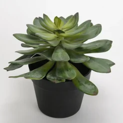Banak Plantas Decorativas Artificiales^Mato