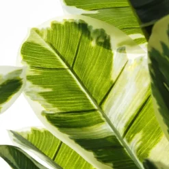 Banak Plantas Decorativas Artificiales^Pell