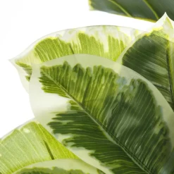 Banak Plantas Decorativas Artificiales^Villa