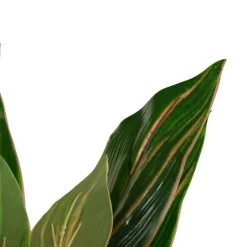 Banak Plantas Decorativas Artificiales^Wakas